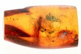 Legless Fossil Crane Fly (Limoniidae) In Baltic Amber #288612-1